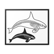 Load image into Gallery viewer, Two Orca Skeletons Framed Canvas