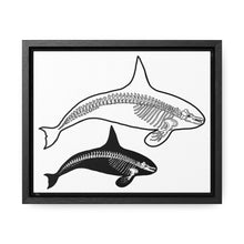 Load image into Gallery viewer, Two Orca Skeletons Framed Canvas