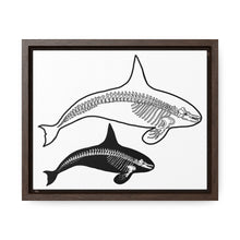 Load image into Gallery viewer, Two Orca Skeletons Framed Canvas
