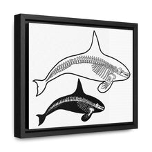 Load image into Gallery viewer, Two Orca Skeletons Framed Canvas