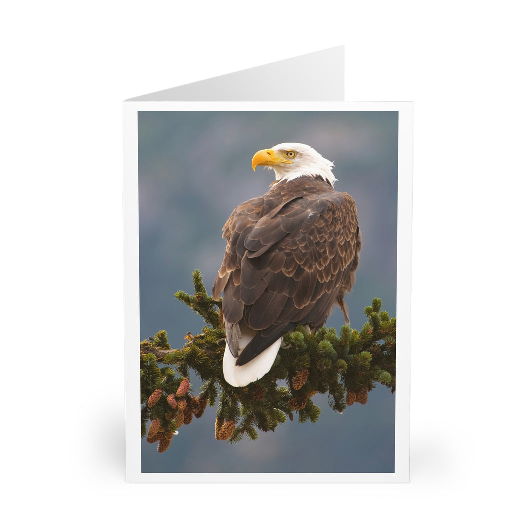 Bald Eagle Greeting Card (5 Pack)